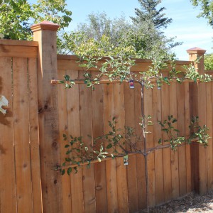 Copper capped cedar privacy fence